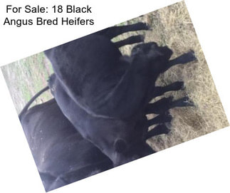 For Sale: 18 Black Angus Bred Heifers