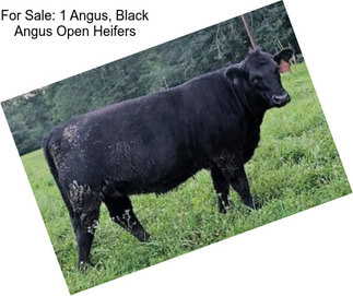 For Sale: 1 Angus, Black Angus Open Heifers