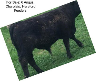 For Sale: 6 Angus, Charolais, Hereford Feeders