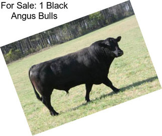 For Sale: 1 Black Angus Bulls