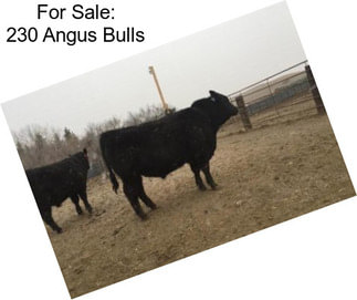 For Sale: 230 Angus Bulls