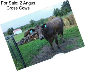 For Sale: 2 Angus Cross Cows