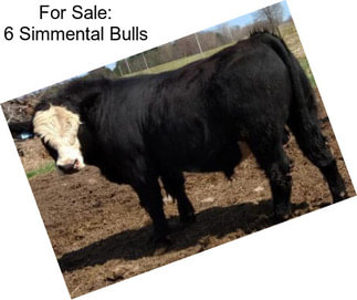 For Sale: 6 Simmental Bulls