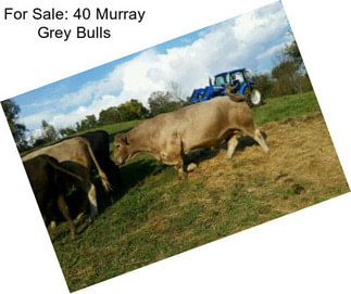 For Sale: 40 Murray Grey Bulls