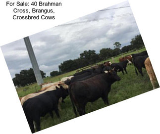 For Sale: 40 Brahman Cross, Brangus, Crossbred Cows