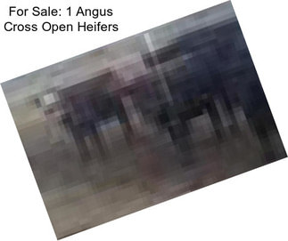 For Sale: 1 Angus Cross Open Heifers