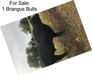 For Sale: 1 Brangus Bulls