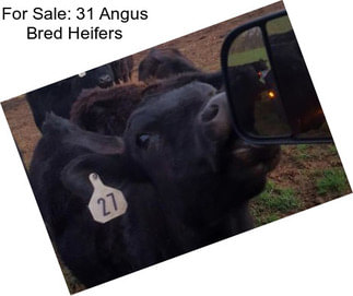 For Sale: 31 Angus Bred Heifers