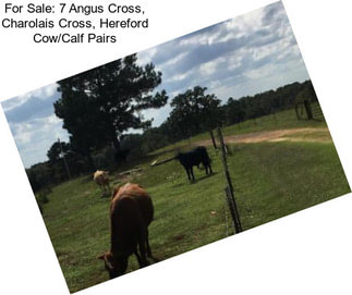 For Sale: 7 Angus Cross, Charolais Cross, Hereford Cow/Calf Pairs