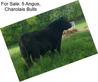 For Sale: 5 Angus, Charolais Bulls