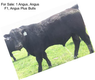 For Sale: 1 Angus, Angus F1, Angus Plus Bulls