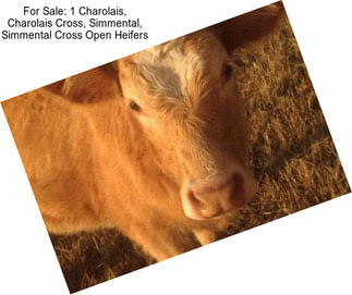 For Sale: 1 Charolais, Charolais Cross, Simmental, Simmental Cross Open Heifers