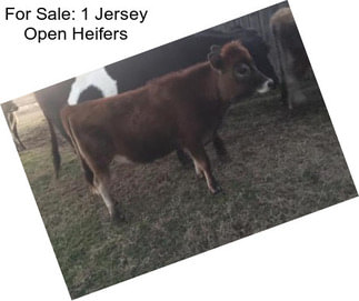 For Sale: 1 Jersey Open Heifers