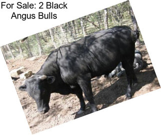 For Sale: 2 Black Angus Bulls