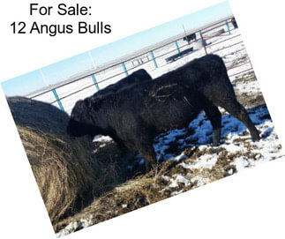 For Sale: 12 Angus Bulls