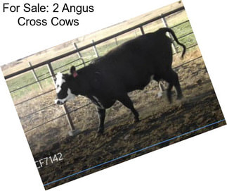 For Sale: 2 Angus Cross Cows