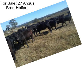 For Sale: 27 Angus Bred Heifers