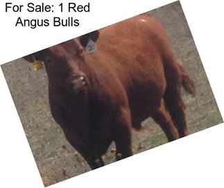 For Sale: 1 Red Angus Bulls