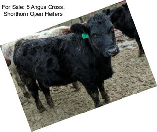 For Sale: 5 Angus Cross, Shorthorn Open Heifers
