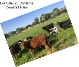 For Sale: 20 Corriente Cow/Calf Pairs