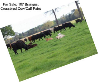 For Sale: 107 Brangus, Crossbred Cow/Calf Pairs