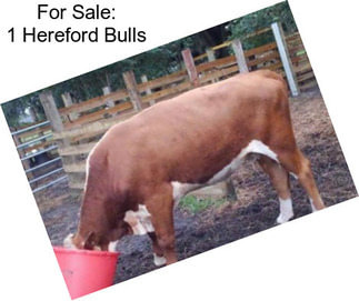 For Sale: 1 Hereford Bulls