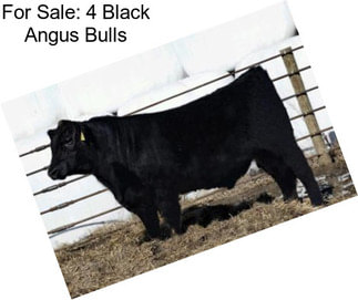 For Sale: 4 Black Angus Bulls