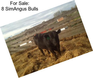 For Sale: 8 SimAngus Bulls