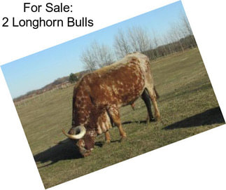 For Sale: 2 Longhorn Bulls
