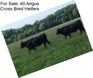 For Sale: 40 Angus Cross Bred Heifers
