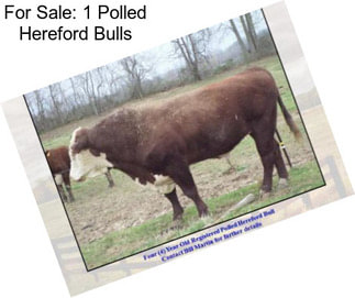 For Sale: 1 Polled Hereford Bulls