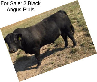 For Sale: 2 Black Angus Bulls