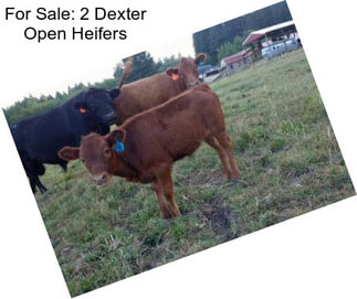 For Sale: 2 Dexter Open Heifers