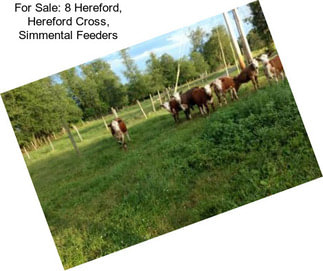 For Sale: 8 Hereford, Hereford Cross, Simmental Feeders
