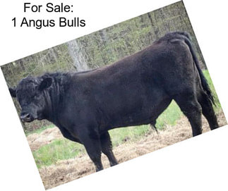 For Sale: 1 Angus Bulls