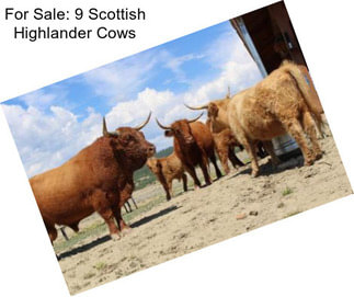 For Sale: 9 Scottish Highlander Cows