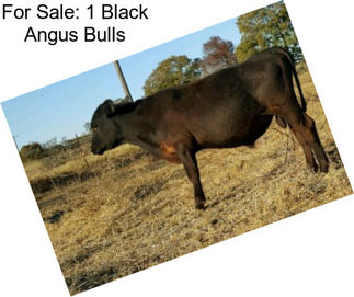 For Sale: 1 Black Angus Bulls