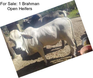 For Sale: 1 Brahman Open Heifers