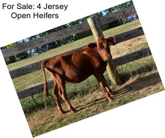 For Sale: 4 Jersey Open Heifers