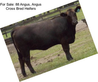 For Sale: 88 Angus, Angus Cross Bred Heifers