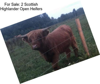 For Sale: 2 Scottish Highlander Open Heifers