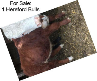 For Sale: 1 Hereford Bulls