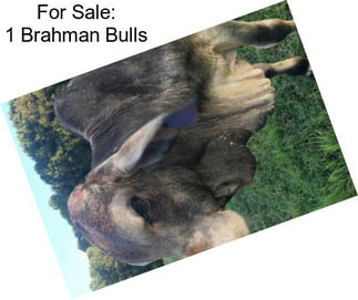 For Sale: 1 Brahman Bulls