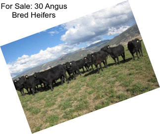 For Sale: 30 Angus Bred Heifers