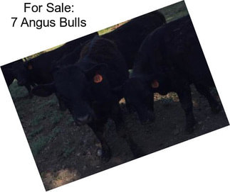 For Sale: 7 Angus Bulls