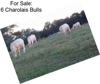 For Sale: 6 Charolais Bulls