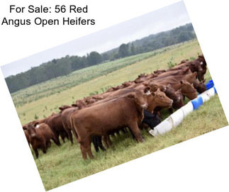 For Sale: 56 Red Angus Open Heifers