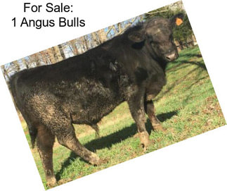 For Sale: 1 Angus Bulls