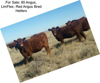 For Sale: 85 Angus, LimFlex, Red Angus Bred Heifers