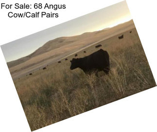 For Sale: 68 Angus Cow/Calf Pairs